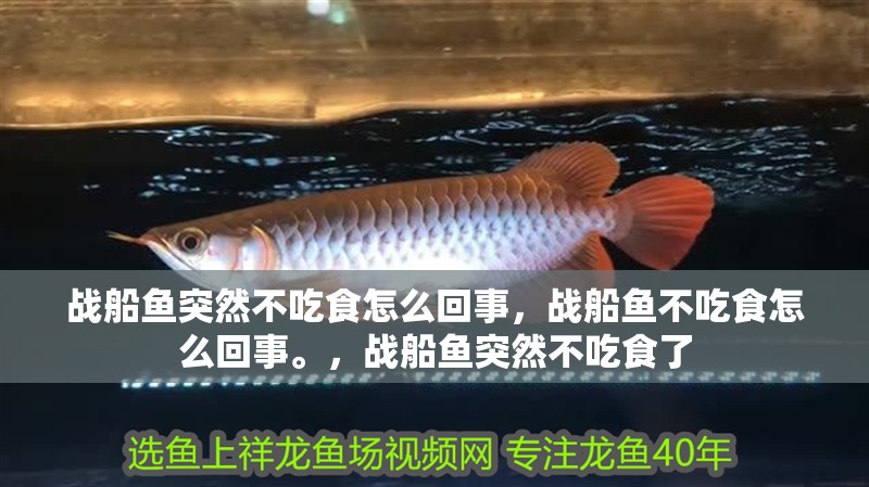 戰(zhàn)船魚突然不吃食怎么回事，戰(zhàn)船魚不吃食怎么回事。，戰(zhàn)船魚突然不吃食了