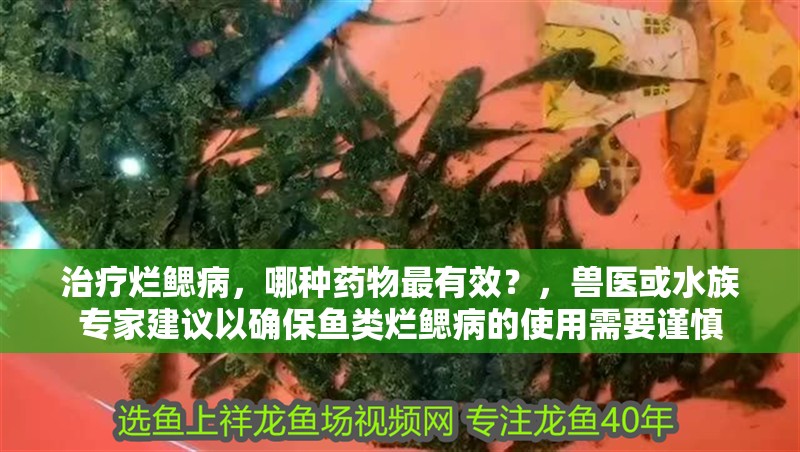 治療爛鰓病，哪種藥物最有效？，獸醫(yī)或水族專家建議以確保魚類爛鰓病的使用需要謹(jǐn)慎