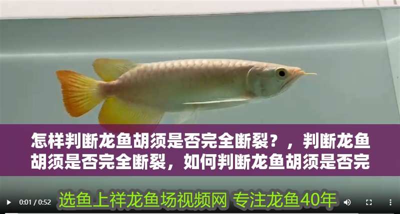 怎樣判斷龍魚胡須是否完全斷裂？，判斷龍魚胡須是否完全斷裂，如何判斷龍魚胡須是否完全斷裂