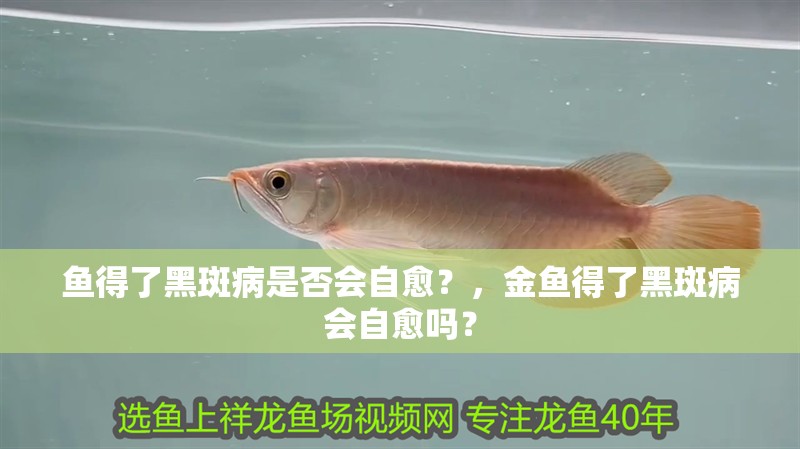 魚得了黑斑病是否會自愈？，金魚得了黑斑病會自愈嗎？