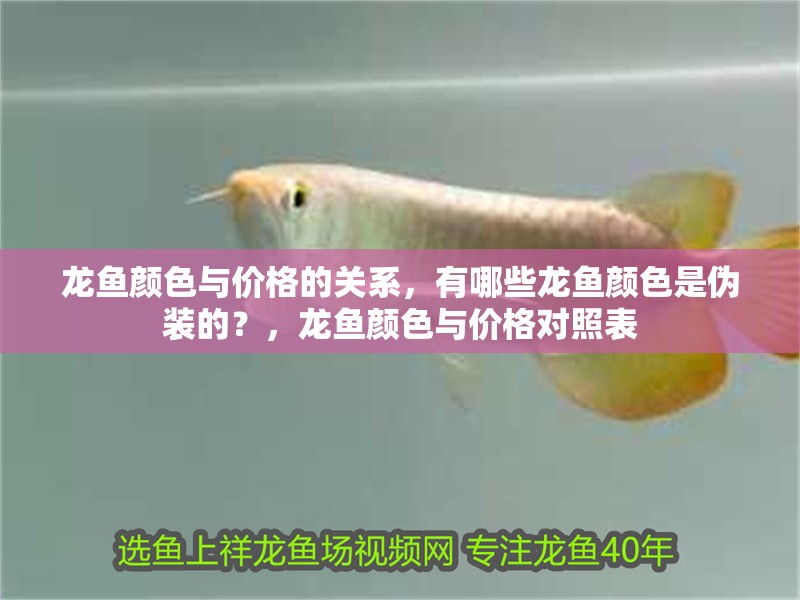龍魚顏色與價格的關系，有哪些龍魚顏色是偽裝的？，龍魚顏色與價格對照表