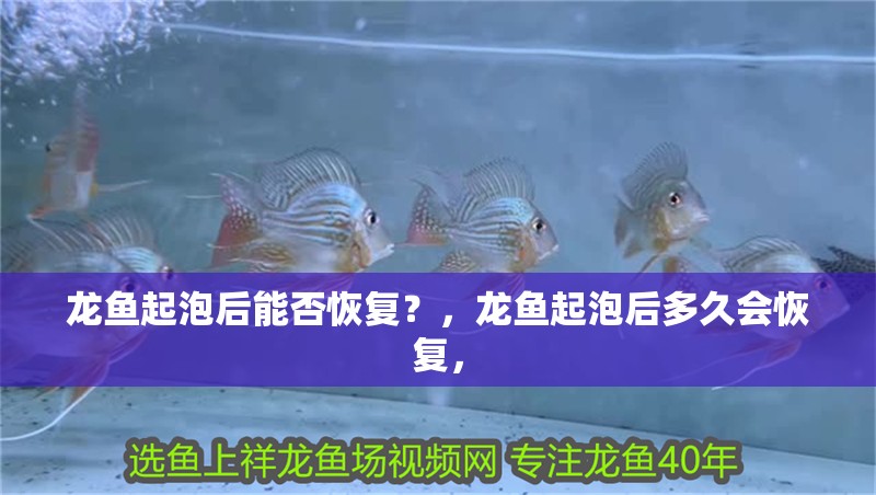 龍魚起泡后能否恢復？，龍魚起泡后多久會恢復，