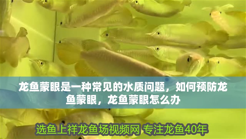 龍魚蒙眼是一種常見的水質問題，如何預防龍魚蒙眼，龍魚蒙眼怎么辦