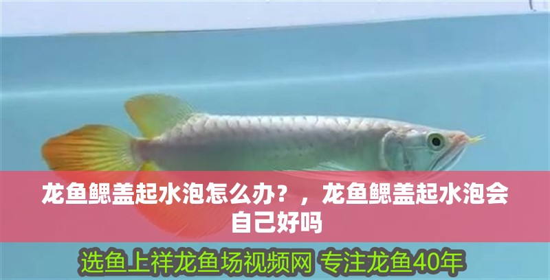 龍魚鰓蓋起水泡怎么辦？，龍魚鰓蓋起水泡會自己好嗎