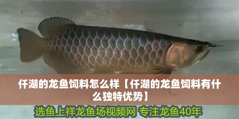 仟湖的龍魚飼料怎么樣【仟湖的龍魚飼料有什么獨特優勢】