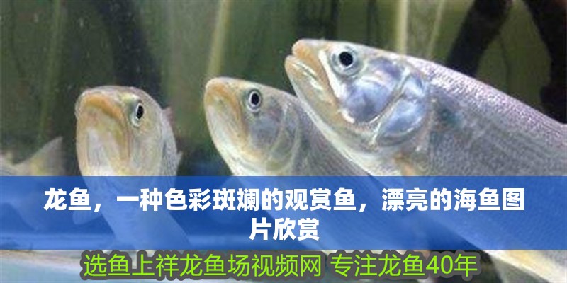 龍魚，一種色彩斑斕的觀賞魚，漂亮的海魚圖片欣賞