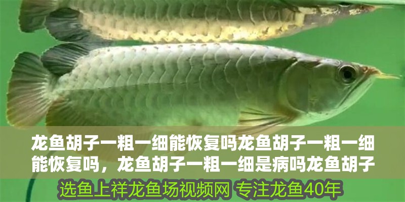 龍魚胡子一粗一細能恢復嗎龍魚胡子一粗一細能恢復嗎，龍魚胡子一粗一細是病嗎龍魚胡子一粗一細能恢復嗎
