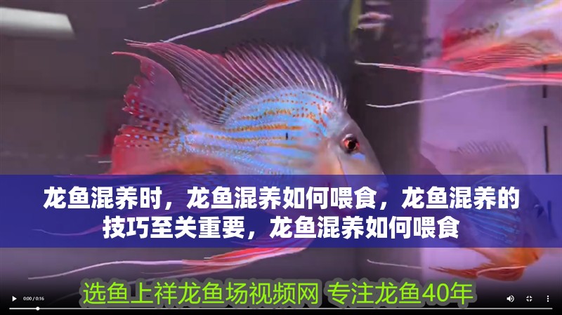 龍魚混養時，龍魚混養如何喂食，龍魚混養的技巧至關重要，龍魚混養如何喂食