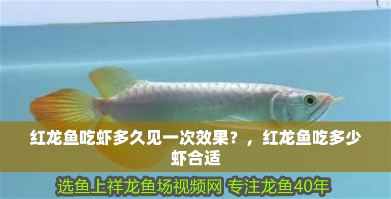 紅龍魚吃蝦多久見一次效果？，紅龍魚吃多少蝦合適