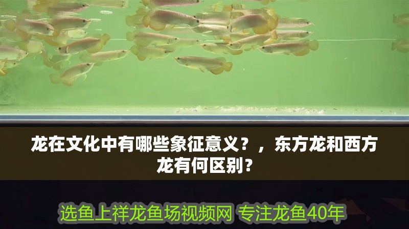 龍在文化中有哪些象征意義？，東方龍和西方龍有何區(qū)別？