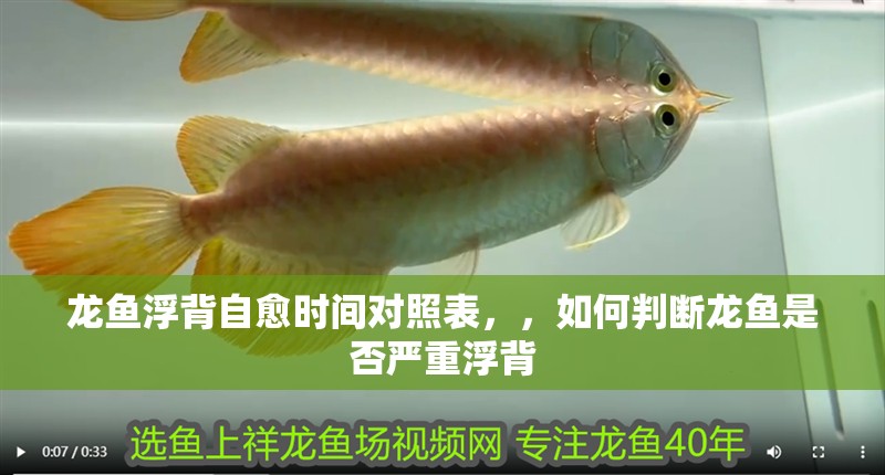 龍魚浮背自愈時間對照表，，如何判斷龍魚是否嚴重浮背