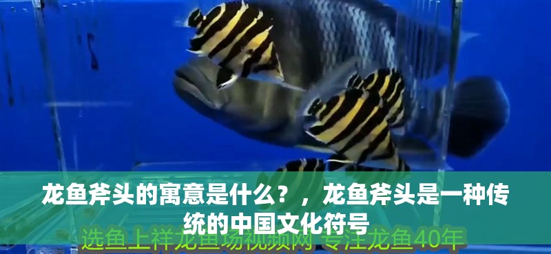龍魚斧頭的寓意是什么？，龍魚斧頭是一種傳統(tǒng)的中國文化符號 龍魚斧頭的寓意是什么？，龍魚斧頭是一種傳統(tǒng)的中國文化符號 觀賞魚百科 第2張