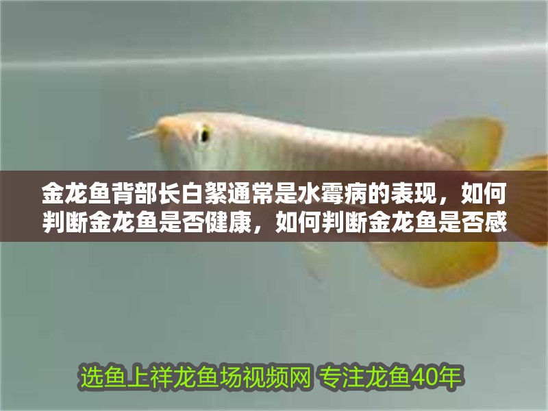 金龍魚背部長白絮通常是水霉病的表現(xiàn)，如何判斷金龍魚是否健康，如何判斷金龍魚是否感染水霉病