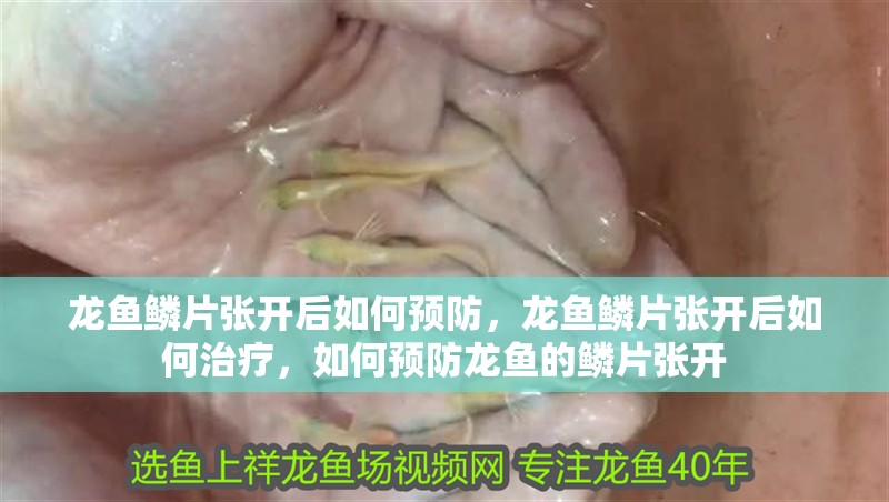 龍魚鱗片張開后如何預防，龍魚鱗片張開后如何治療，如何預防龍魚的鱗片張開