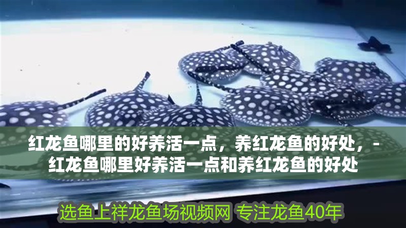 紅龍魚哪里的好養活一點，養紅龍魚的好處，-紅龍魚哪里好養活一點和養紅龍魚的好處