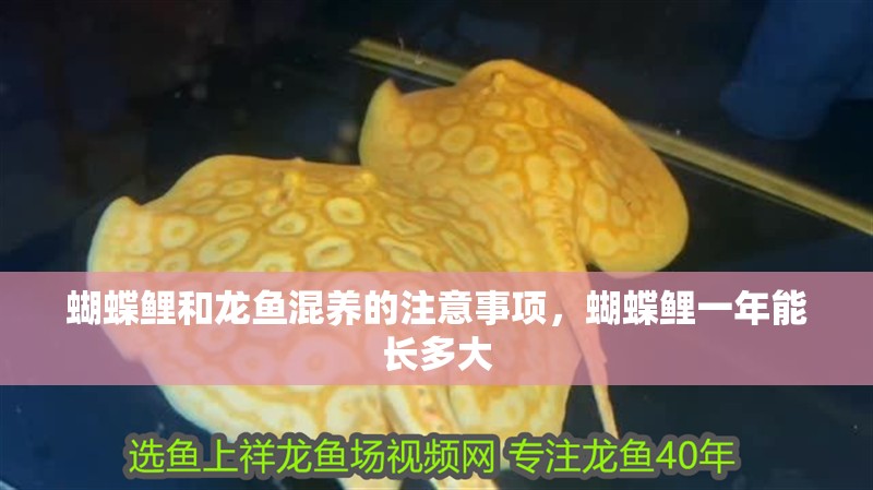蝴蝶鯉和龍魚混養的注意事項，蝴蝶鯉一年能長多大