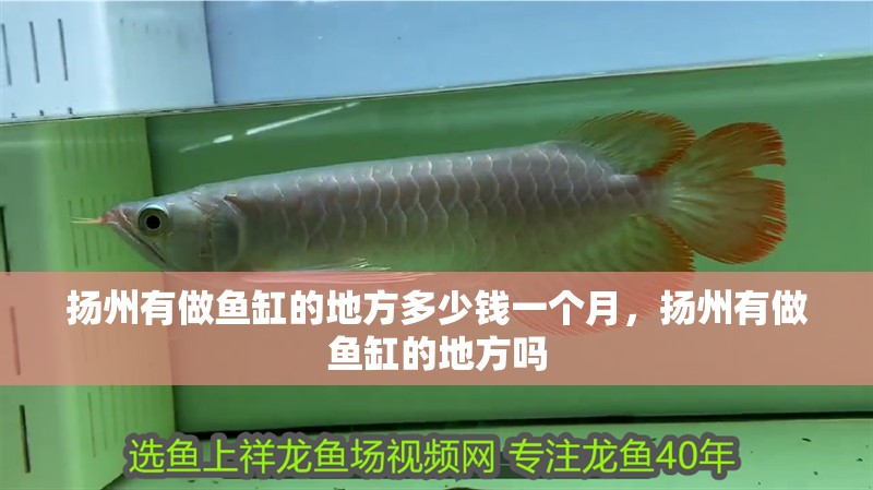 揚(yáng)州有做魚(yú)缸的地方多少錢一個(gè)月，揚(yáng)州有做魚(yú)缸的地方嗎