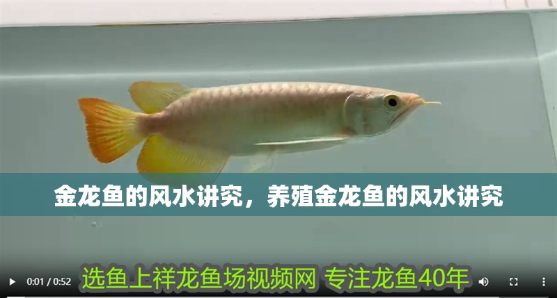 金龍魚的風水講究，養(yǎng)殖金龍魚的風水講究