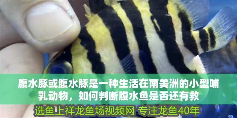 腹水豚或腹水豚是一種生活在南美洲的小型哺乳動物，如何判斷腹水魚是否還有救