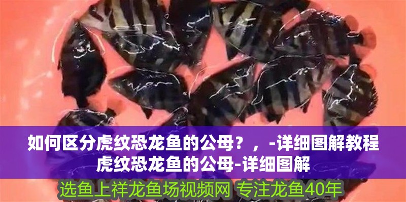 如何區分虎紋恐龍魚的公母？，-詳細圖解教程虎紋恐龍魚的公母-詳細圖解