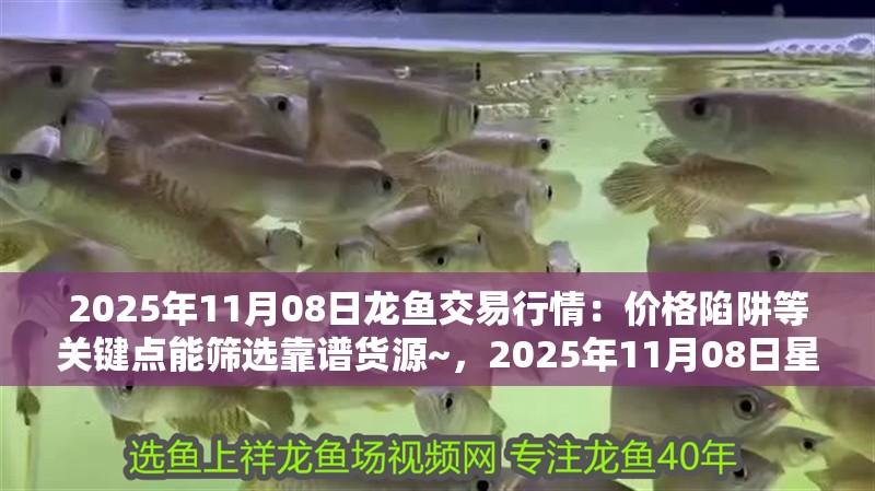 2025年11月08日龍魚交易行情：價(jià)格陷阱等關(guān)鍵點(diǎn)能篩選靠譜貨源~，2025年11月08日星期六龍魚交易行情