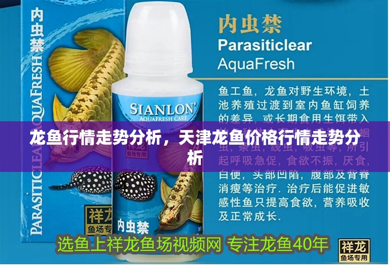 龍魚行情走勢分析，天津龍魚價格行情走勢分析