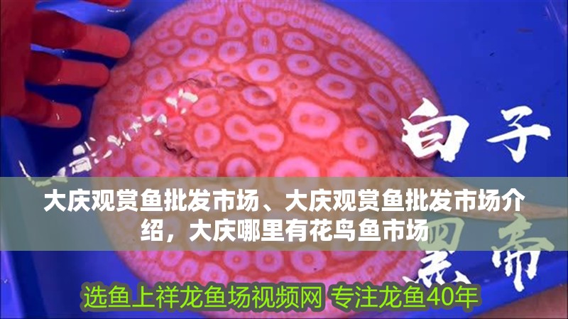 大慶觀賞魚批發市場、大慶觀賞魚批發市場介紹，大慶哪里有花鳥魚市場
