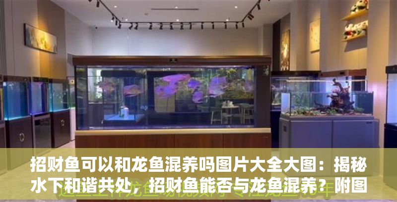 招財魚可以和龍魚混養嗎圖片大全大圖：揭秘水下和諧共處，招財魚能否與龍魚混養？附圖鑒大全