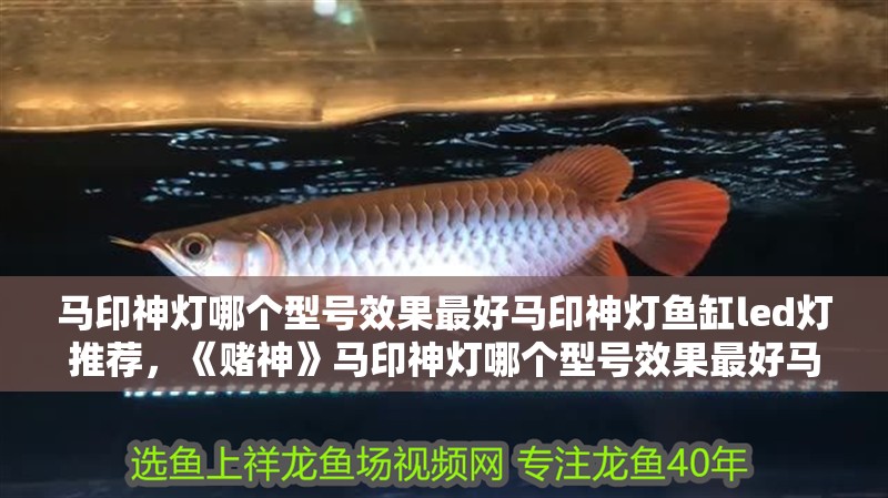 馬印神燈哪個型號效果最好馬印神燈魚缸led燈推薦，《賭神》馬印神燈哪個型號效果最好馬印神燈魚缸led燈推薦