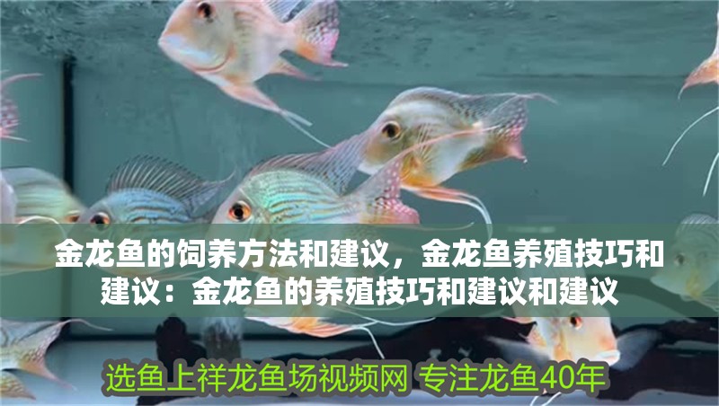 金龍魚的飼養(yǎng)方法和建議，金龍魚養(yǎng)殖技巧和建議：金龍魚的養(yǎng)殖技巧和建議和建議
