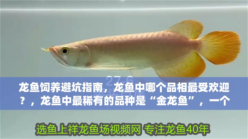 龍魚飼養避坑指南，龍魚中哪個品相最受歡迎？，龍魚中最稀有的品種是“金龍魚”，一個靠血統，