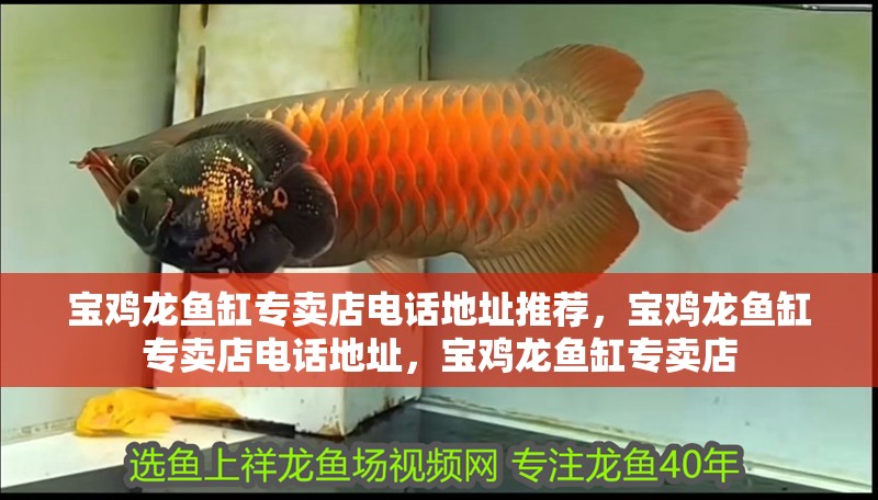 寶雞龍魚(yú)缸專賣店電話地址推薦，寶雞龍魚(yú)缸專賣店電話地址，寶雞龍魚(yú)缸專賣店