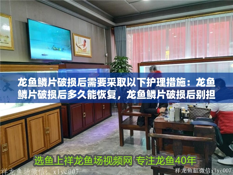 龍魚鱗片破損后需要采取以下護(hù)理措施：龍魚鱗片破損后多久能恢復(fù)，龍魚鱗片破損后別擔(dān)心，只要及時(shí)護(hù)理，大多數(shù)情況下都能恢復(fù)！