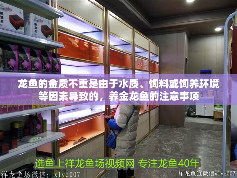 龍魚的金質不重是由于水質、飼料或飼養環境等因素導致的，養金龍魚的注意事項