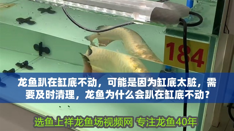 龍魚趴在缸底不動，可能是因為缸底太臟，需要及時清理，龍魚為什么會趴在缸底不動？
