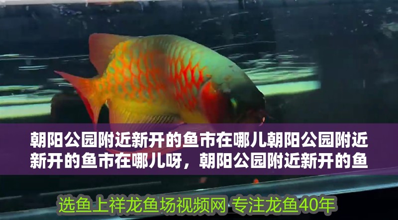 朝陽公園附近新開的魚市在哪兒朝陽公園附近新開的魚市在哪兒呀，朝陽公園附近新開的魚市在哪兒