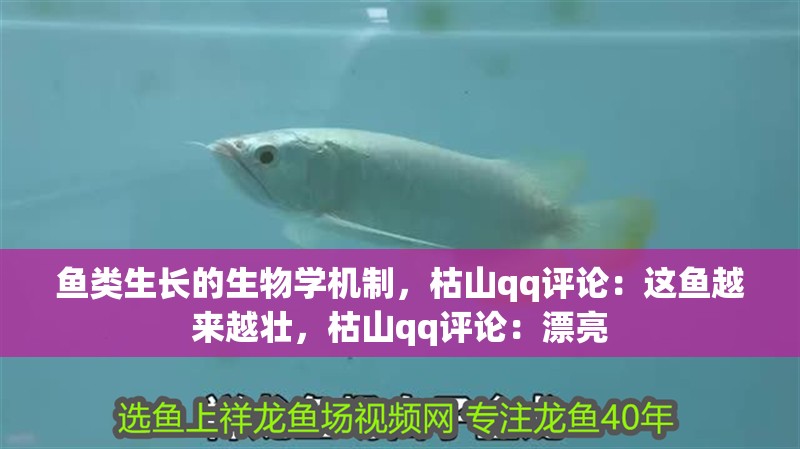 魚類生長的生物學機制，枯山qq評論：這魚越來越壯，枯山qq評論：漂亮