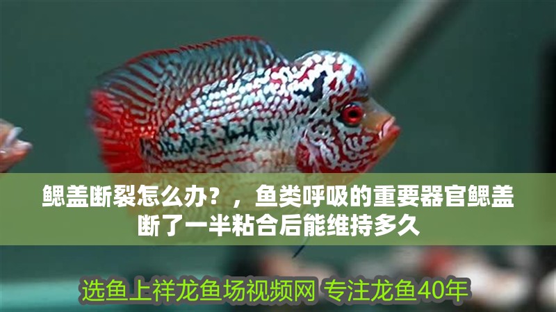 鰓蓋斷裂怎么辦？，魚類呼吸的重要器官鰓蓋斷了一半粘合后能維持多久