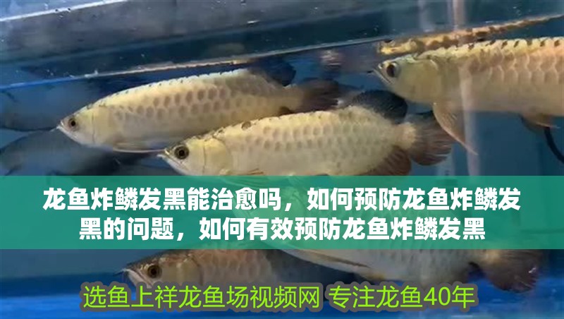 龍魚炸鱗發黑能治愈嗎，如何預防龍魚炸鱗發黑的問題，如何有效預防龍魚炸鱗發黑