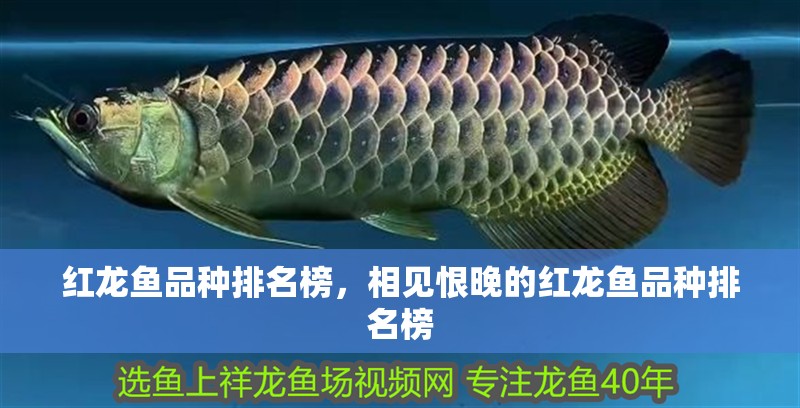 紅龍魚品種排名榜，相見恨晚的紅龍魚品種排名榜