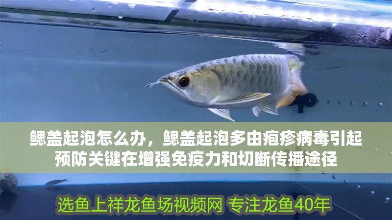 鰓蓋起泡怎么辦，鰓蓋起泡多由皰疹病毒引起預防關鍵在增強免疫力和切斷傳播途徑