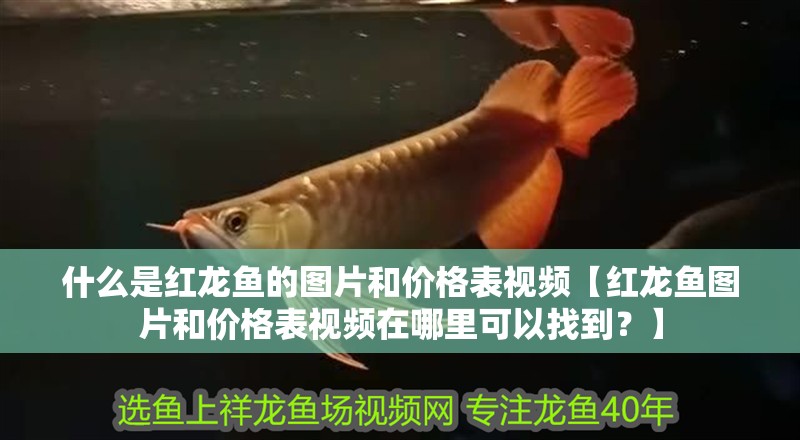 什么是紅龍魚的圖片和價格表視頻【紅龍魚圖片和價格表視頻在哪里可以找到？】
