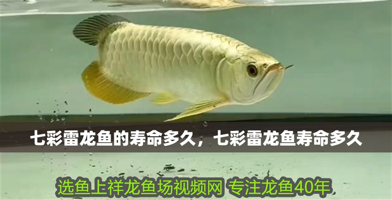 七彩雷龍魚的壽命多久，七彩雷龍魚壽命多久