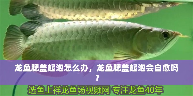 龍魚腮蓋起泡怎么辦，龍魚腮蓋起泡會自愈嗎？