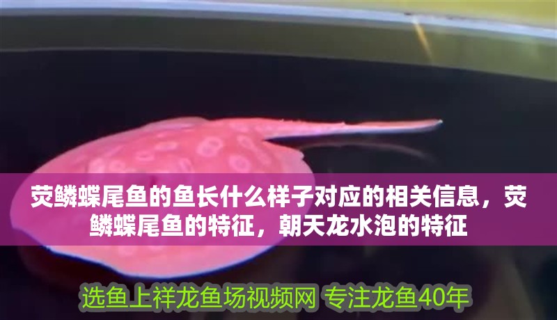 熒鱗蝶尾魚的魚長什么樣子對應的相關信息，熒鱗蝶尾魚的特征，朝天龍水泡的特征