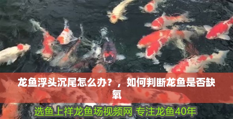 龍魚浮頭沉尾怎么辦？，如何判斷龍魚是否缺氧