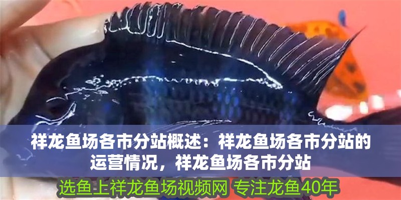 祥龍魚場各市分站概述：祥龍魚場各市分站的運營情況，祥龍魚場各市分站