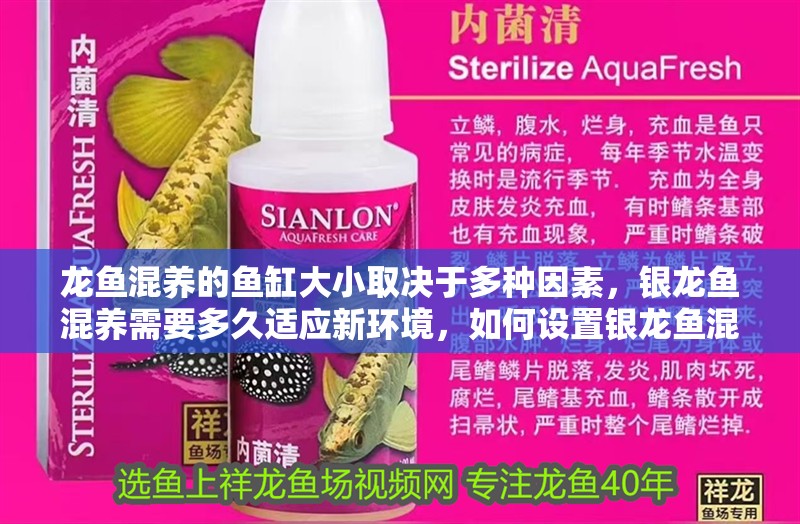 龍魚(yú)混養(yǎng)的魚(yú)缸大小取決于多種因素，銀龍魚(yú)混養(yǎng)需要多久適應(yīng)新環(huán)境，如何設(shè)置銀龍魚(yú)混養(yǎng)的魚(yú)缸？