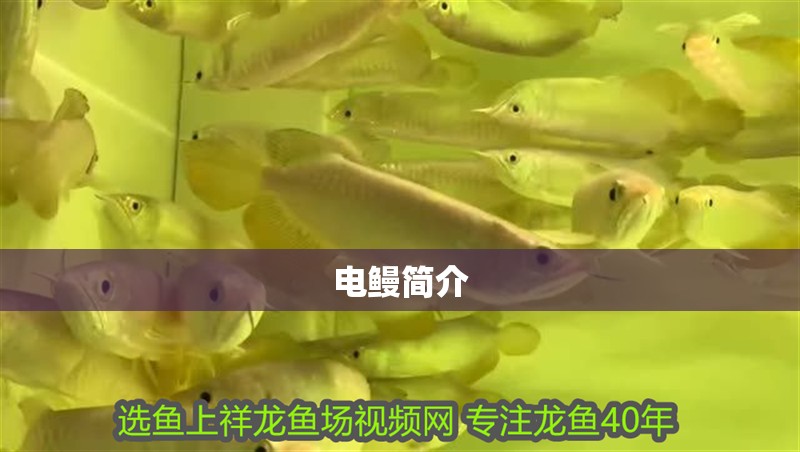 電鰻簡介