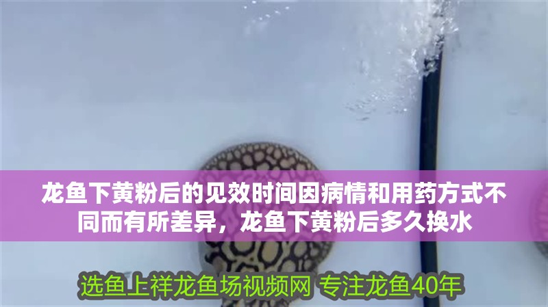 龍魚下黃粉后的見效時間因病情和用藥方式不同而有所差異，龍魚下黃粉后多久換水